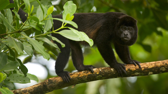 Monkey branch tree camera concerned free wallpaper for desktop - medium preview image