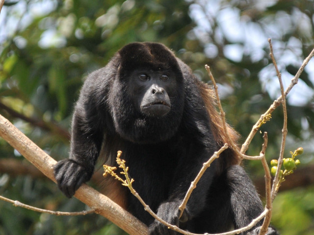 Monkey brown black branch outdoors free wallpaper for desktop - medium preview image