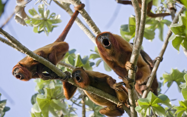 Three monkeys hanging tree branch free wallpaper for desktop - medium preview image