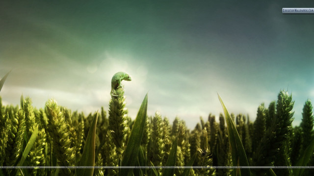 Green umbrella field tall grass free wallpaper for desktop - medium preview image