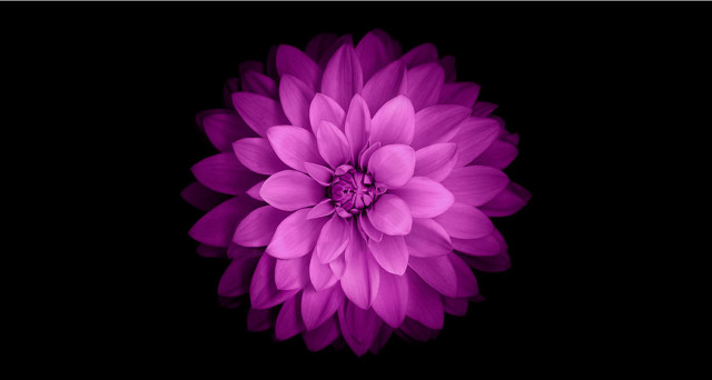 Purple flower dark background black free wallpaper for desktop - medium preview image