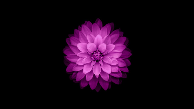 Purple flower dark background white free wallpaper for desktop - medium preview image