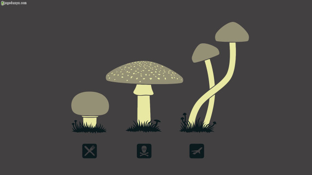 Mushrooms grass dark background group free wallpaper for desktop - medium preview image