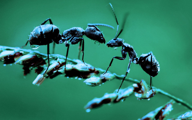 Ants plant stem water droplets free wallpaper for desktop - medium preview image