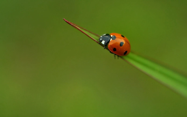 Ladybug green plant stem black free wallpaper for desktop - medium preview image