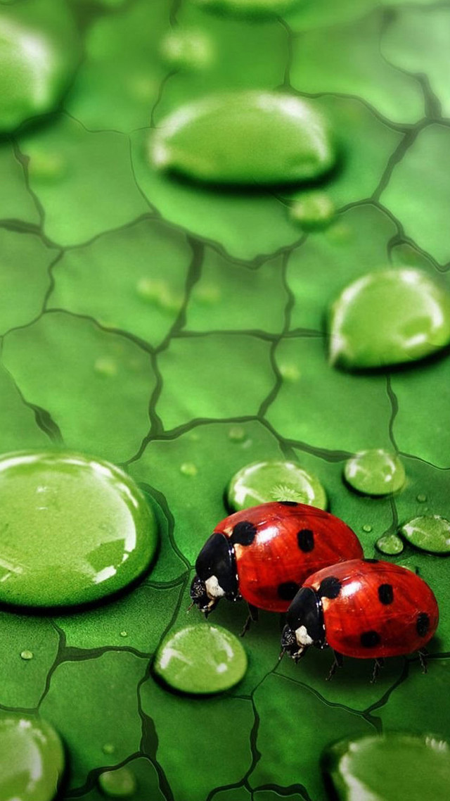 Ladybugs green leaf water drops free wallpaper for mobile - medium preview image