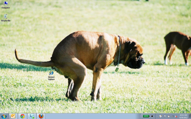 Dog field laptop background camera free wallpaper for desktop - medium preview image