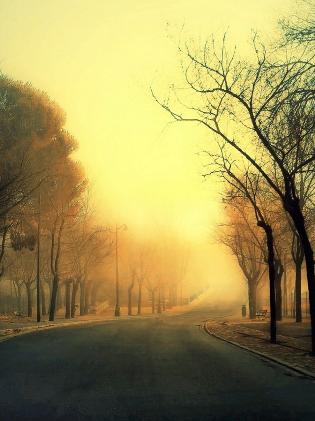 Street trees yellow sky foggy free wallpaper for mobile - medium preview image