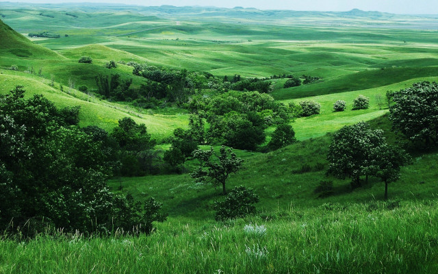 Lush green valley trees rolling free wallpaper for desktop - medium preview image