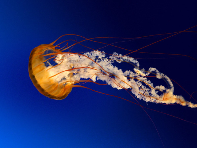 Jellyfish floating profile blue sky free wallpaper for desktop - medium preview image