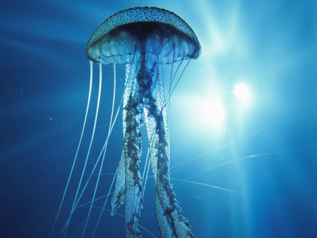 Jellyfish swimming ocean sunlight bubbles free wallpaper for desktop - medium preview image