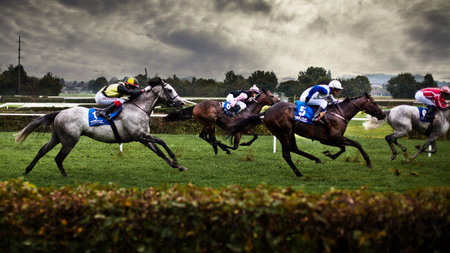 Horses racing grass field cloudy free wallpaper for desktop - medium preview image