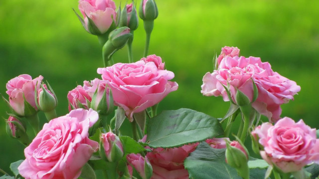 Pink roses green leaves sunny free wallpaper for desktop - medium preview image