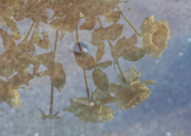 Bird branch rosebush rain sitting free wallpaper for desktop - medium preview image
