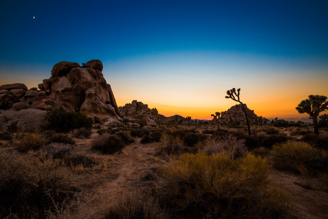 Desert cactus sunset moon bushes free wallpaper for desktop - medium preview image