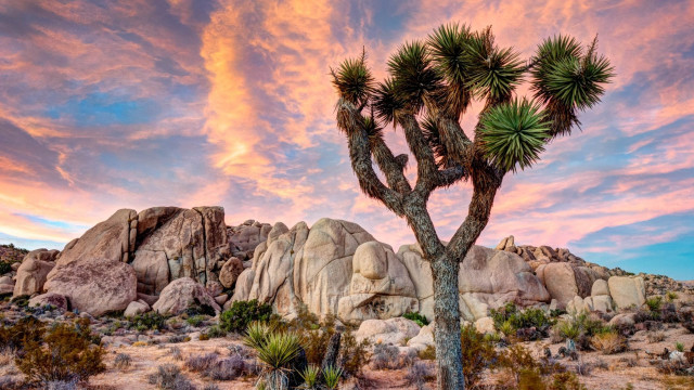 Cactus desert sunset colorful sky free wallpaper for desktop - medium preview image