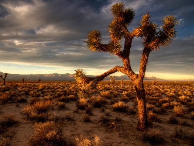 Joshua tree desert mountains sunset free wallpaper for desktop - medium preview image