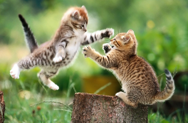 Kittens playing tree stump grass free wallpaper for desktop - medium preview image