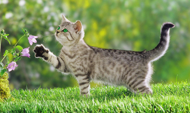Cat standing hind legs grass #3 free wallpaper for desktop - medium preview image