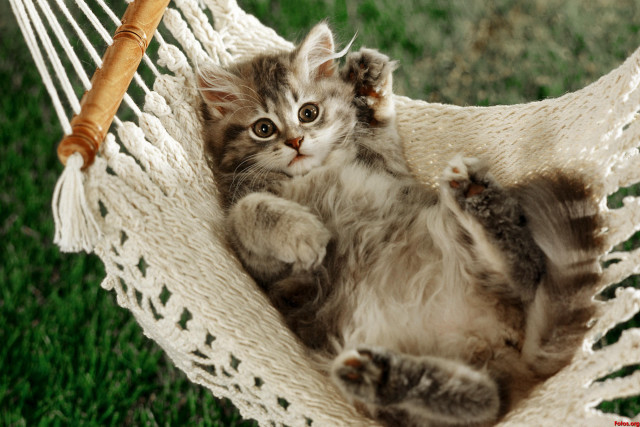 Kitten hammock grass stick paw free wallpaper for desktop - medium preview image