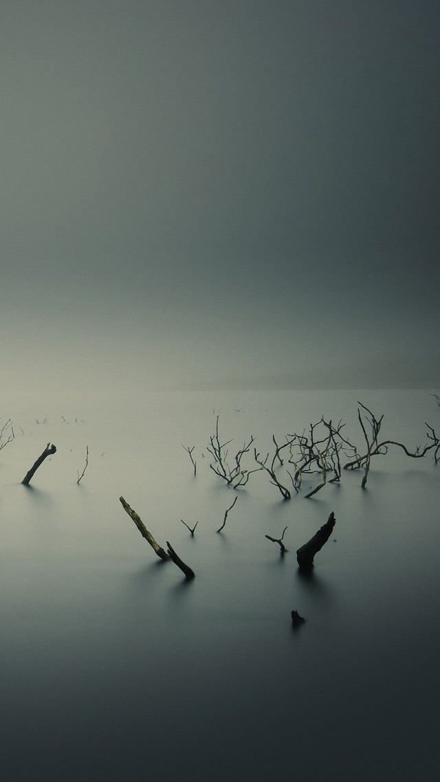 Branches water foggy bird flying free wallpaper for mobile - medium preview image