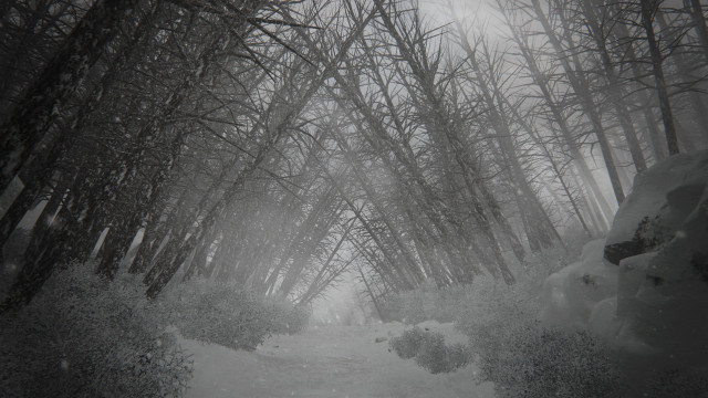 Snow covered path forest trees free wallpaper for desktop - medium preview image