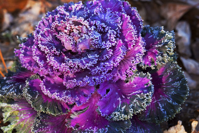 Purple green plant leaves ground free wallpaper for desktop - medium preview image