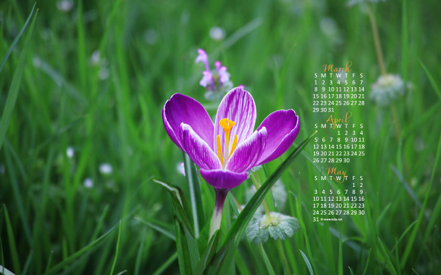 Purple flower yellow center grass #2 free wallpaper for desktop - medium preview image