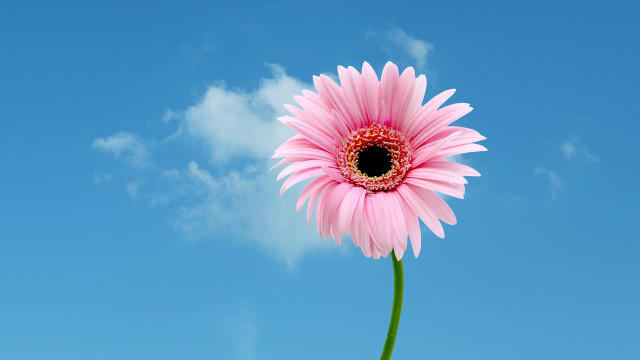 Pink flower blue sky clouds free wallpaper for desktop - medium preview image
