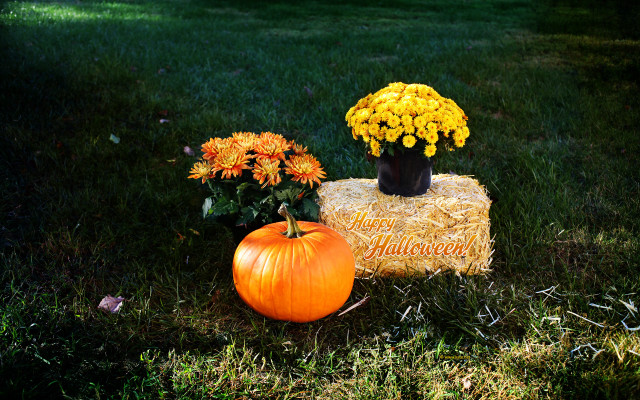 Pumpkin vase flowers hay bale free wallpaper for desktop - medium preview image