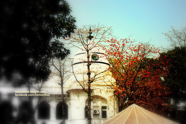 White building tree umbrella blue free wallpaper for desktop - medium preview image