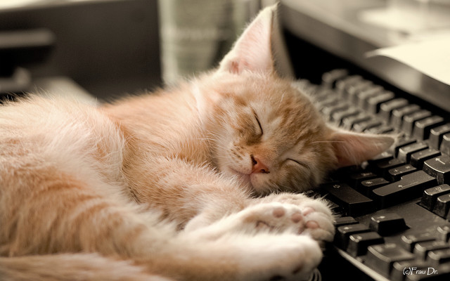 Cat sleeping keyboard eyes closed free wallpaper for desktop - medium preview image