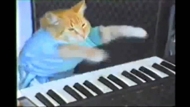 Cat playing toy keyboard room free wallpaper for desktop - medium preview image