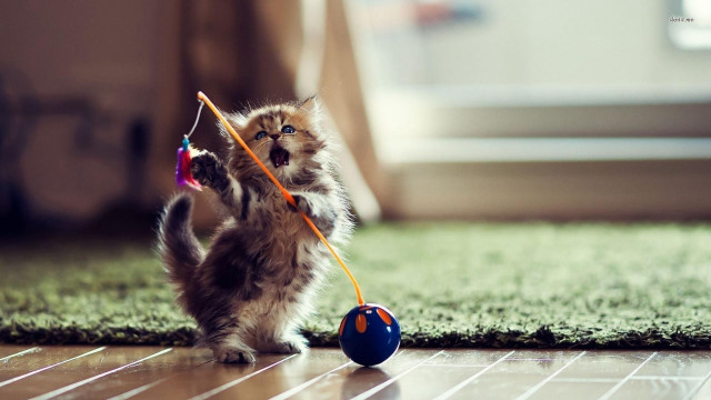 Kitten playing with toy on #2 free wallpaper for desktop - medium preview image