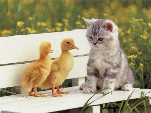 Kitten bench duck duckling field free wallpaper for desktop - medium preview image