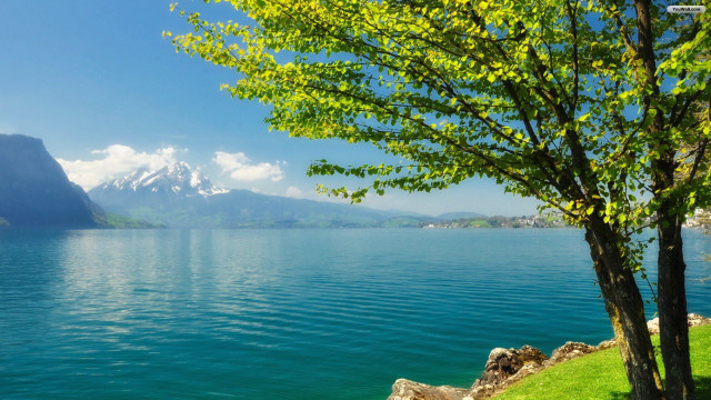 Tree water mountains blue sky free wallpaper for desktop - medium preview image