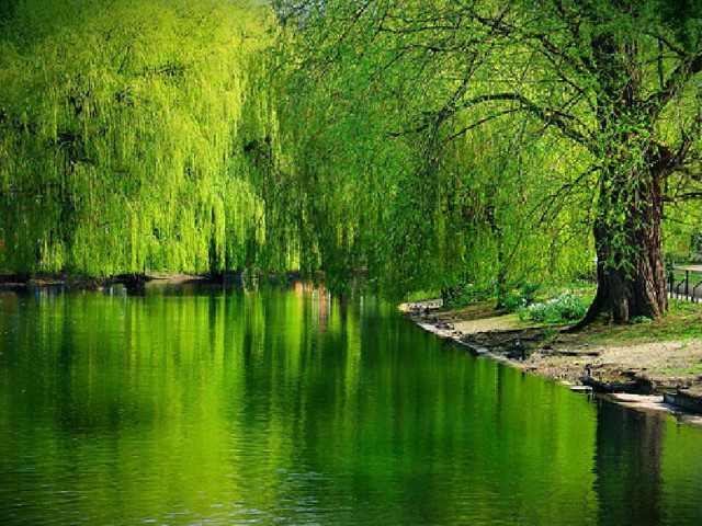 Green pond bench trees background free wallpaper for desktop - medium preview image