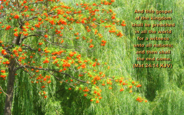 Tree orange flowers bible verse free wallpaper for desktop - medium preview image