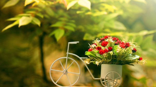 Small bicycle flowers pot table free wallpaper for desktop - medium preview image