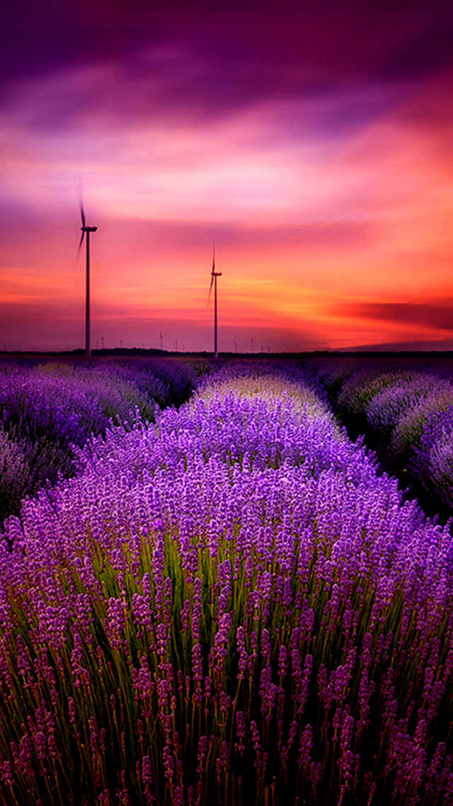 Lavender field windmills sunset countryside free wallpaper for mobile - medium preview image