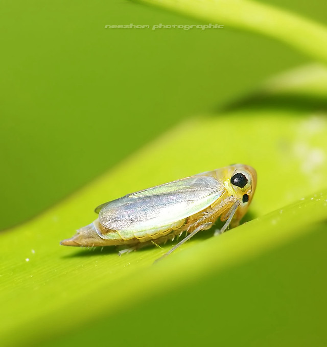 Bug sitting green leaf sunlight free wallpaper for tablet - medium preview image