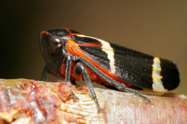 Bug wood closeup blurry background free wallpaper for desktop - medium preview image