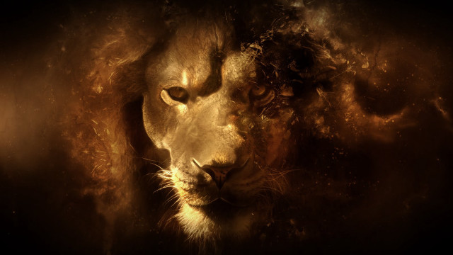 Intense lion face eyes expression #2 free wallpaper for desktop - medium preview image
