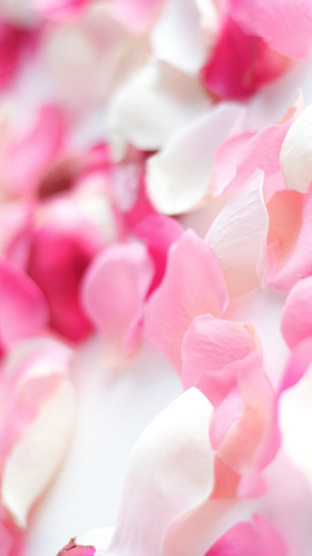 Pink petals cellphone roses blurry free wallpaper for mobile - medium preview image