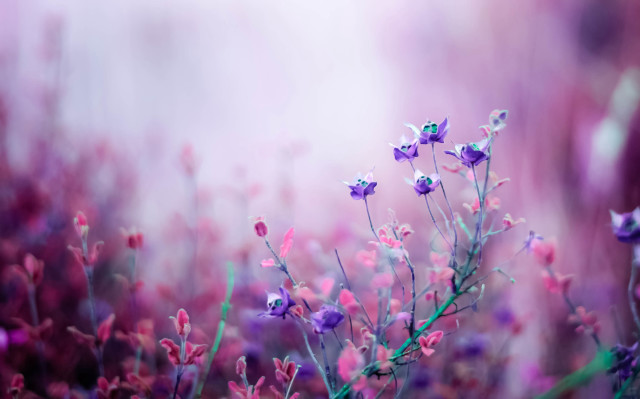 Purple flowers grass blurry background #7 free wallpaper for desktop - medium preview image