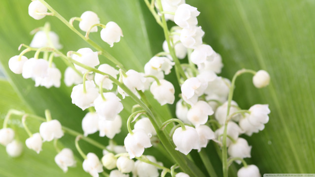 White flowers green leaves blurry #3 free wallpaper for desktop - medium preview image