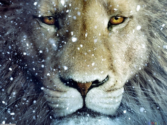 Lion snow blurry background snowflakes free wallpaper for desktop - medium preview image