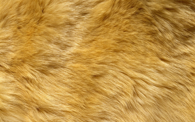 Brown fur texture closeup black free wallpaper for desktop - medium preview image