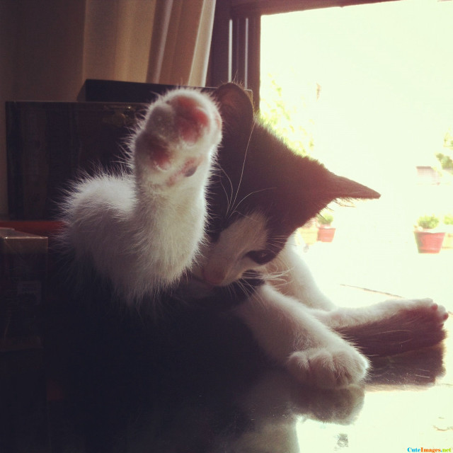 Cat sitting table pawing camera free wallpaper for tablet - medium preview image