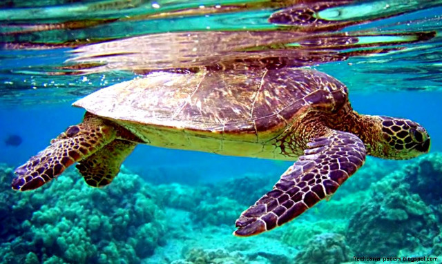 Turtle swimming ocean coral reef free wallpaper for desktop - medium preview image